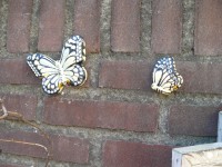 Vlinder Koningspage. Set.