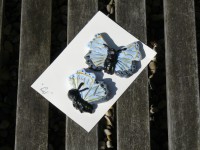 Vlinders "Lief". verkrijgbaar in de kleuren  blauw/rose en geel- wit